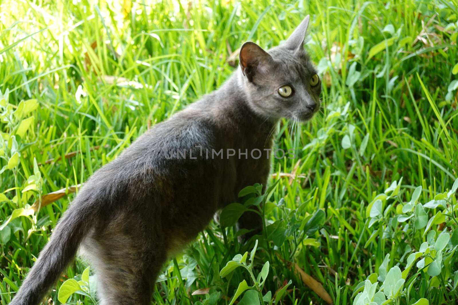 a beautiful cat, lovely pet animal. High quality Photo by devoxer
