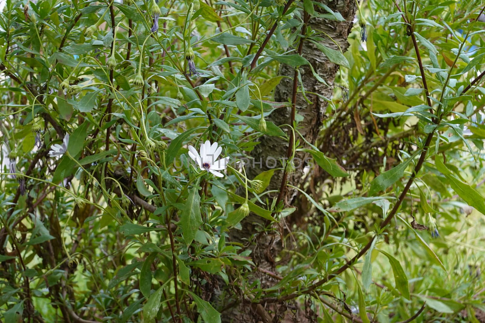 a beautiful green plant . High quality Photo.