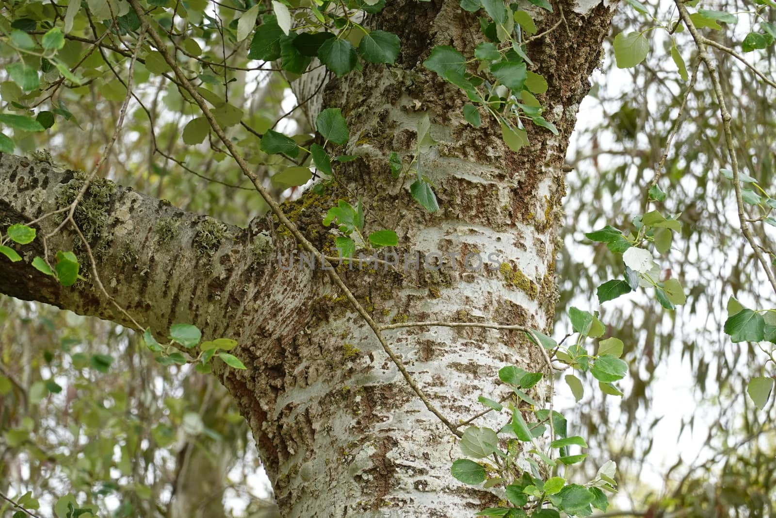 a beautiful green plant . High quality Photo.