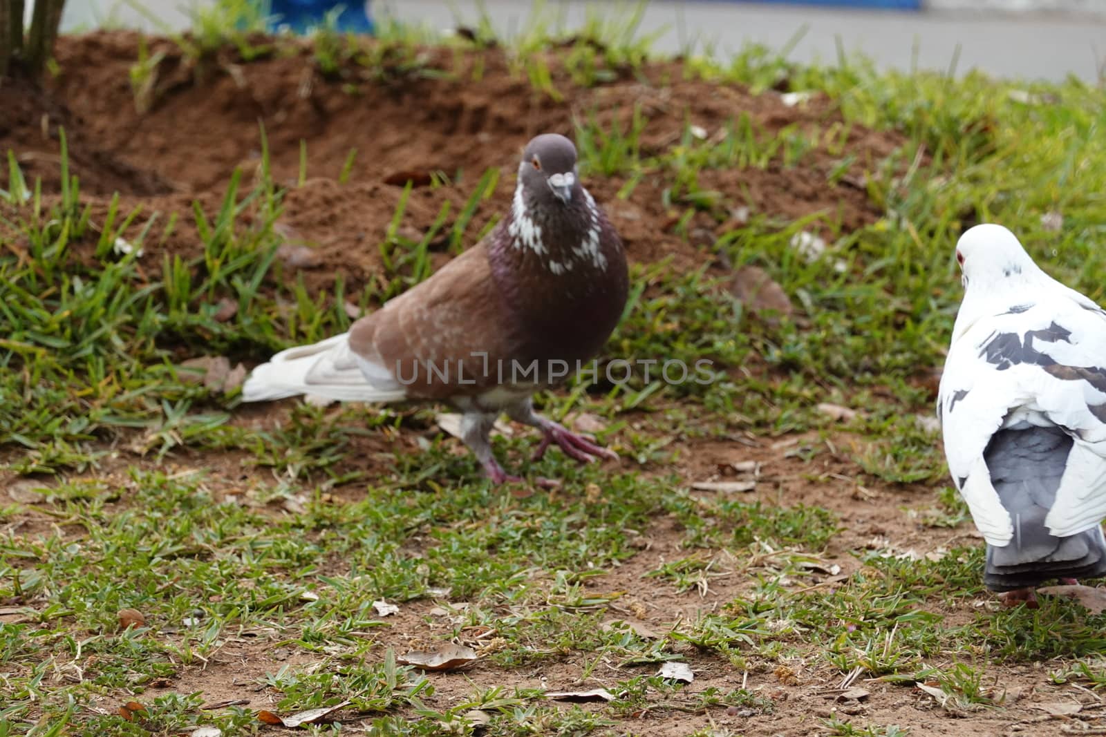 pigon bird in green grass. High quality Photo by devoxer