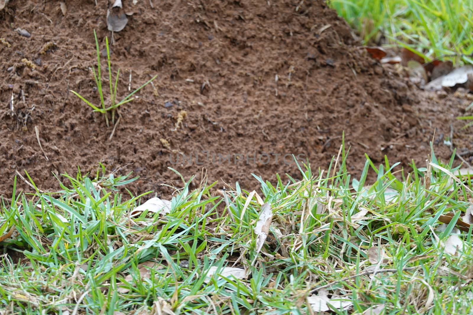 a beautiful green plant . High quality Photo.