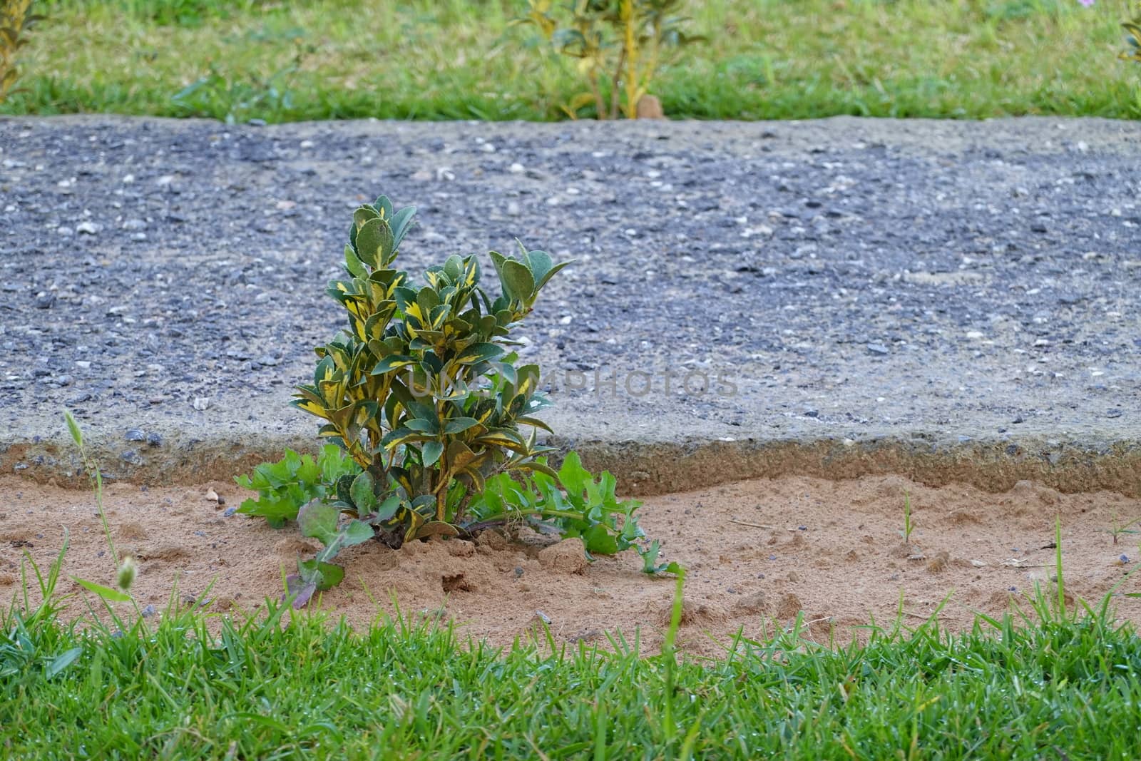 a beautiful green plant . High quality Photo.