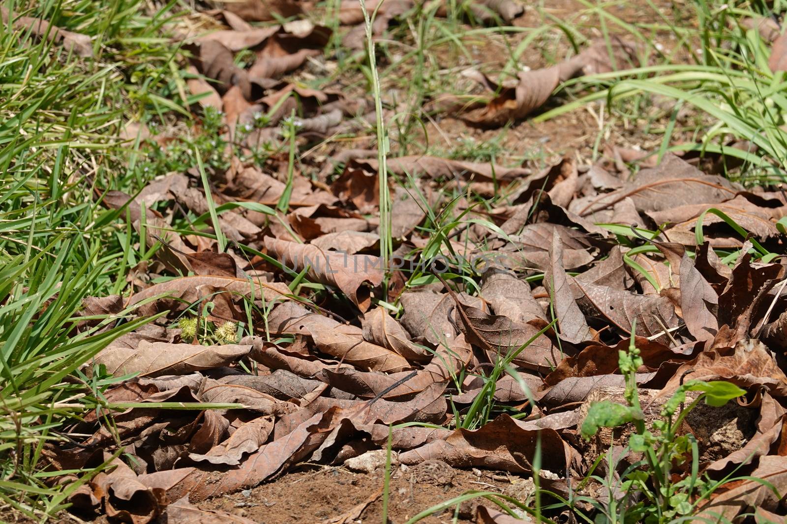 a lot of brown leaves in a High quality Photo by devoxer