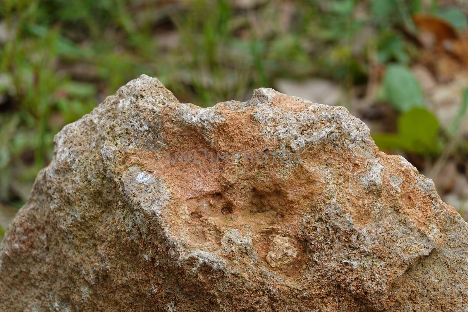 a brown rock in a High quality Photo.