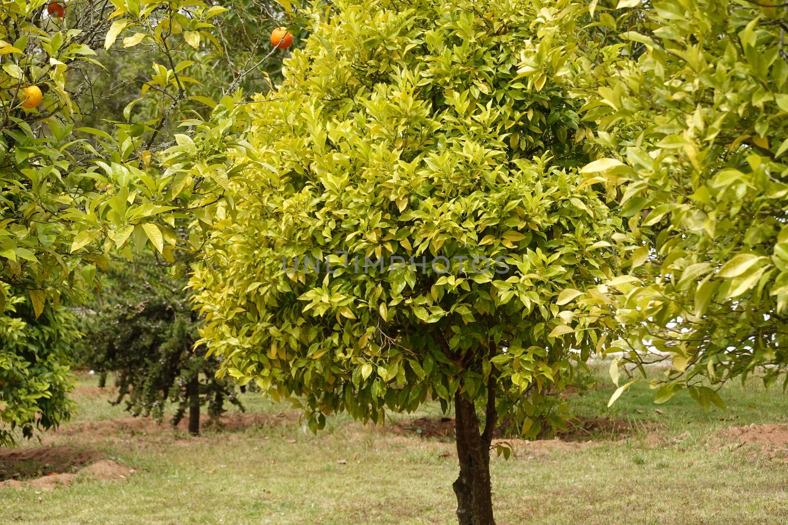 a beautiful green plant . High quality Photo.