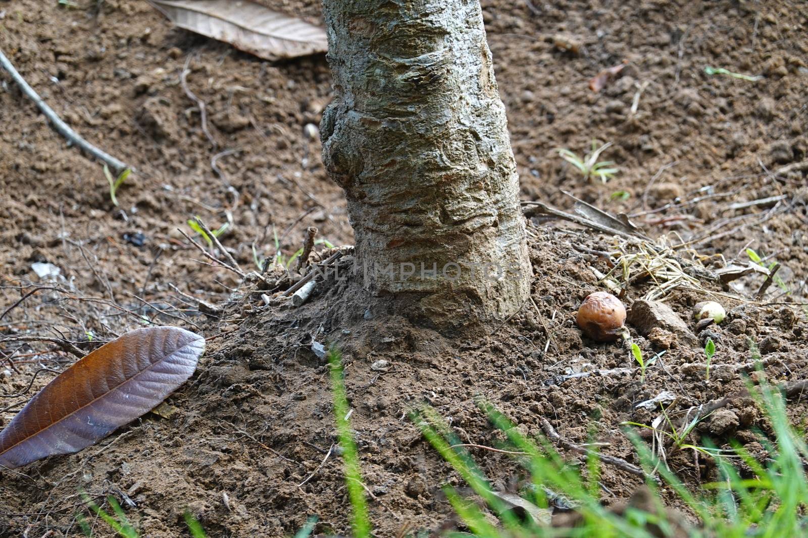 a beautiful green plant . High quality Photo.