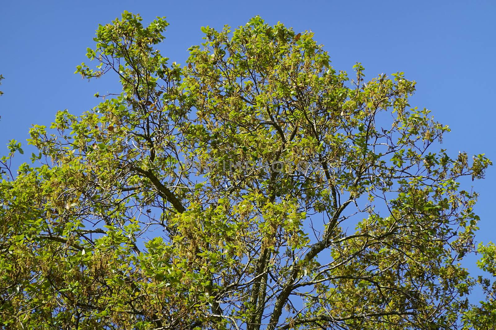 a beautiful green plant . High quality Photo.