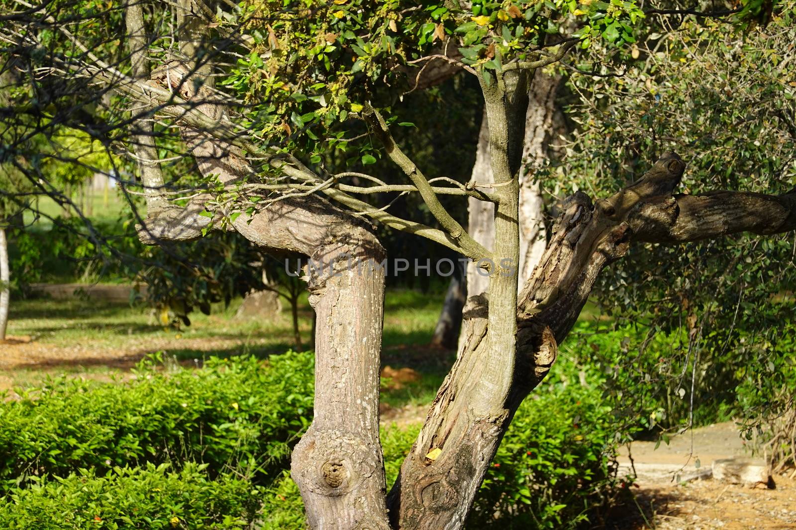 a beautiful green plant . High quality Photo.