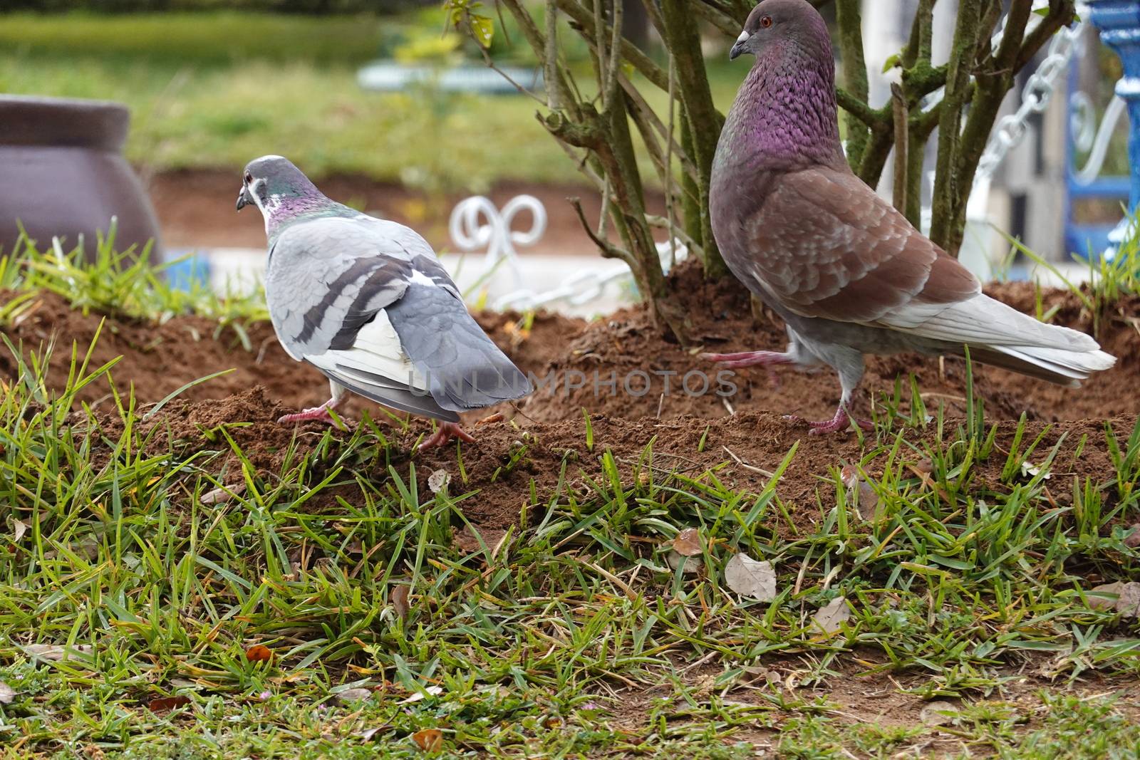 pigon bird in green grass . High quality Photo.