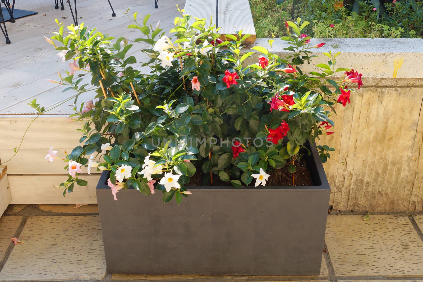 decorative flowers in a rectangular planter on the street by Annado