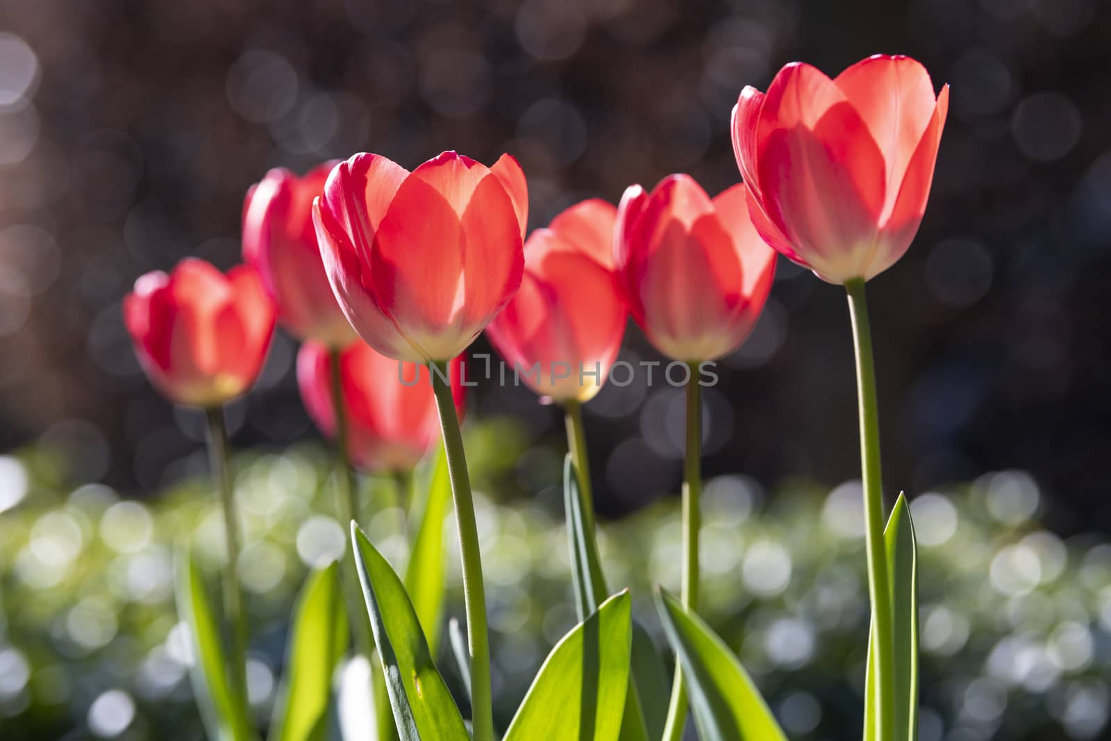 Red tulips with bokeh from drops by Tofotografie
