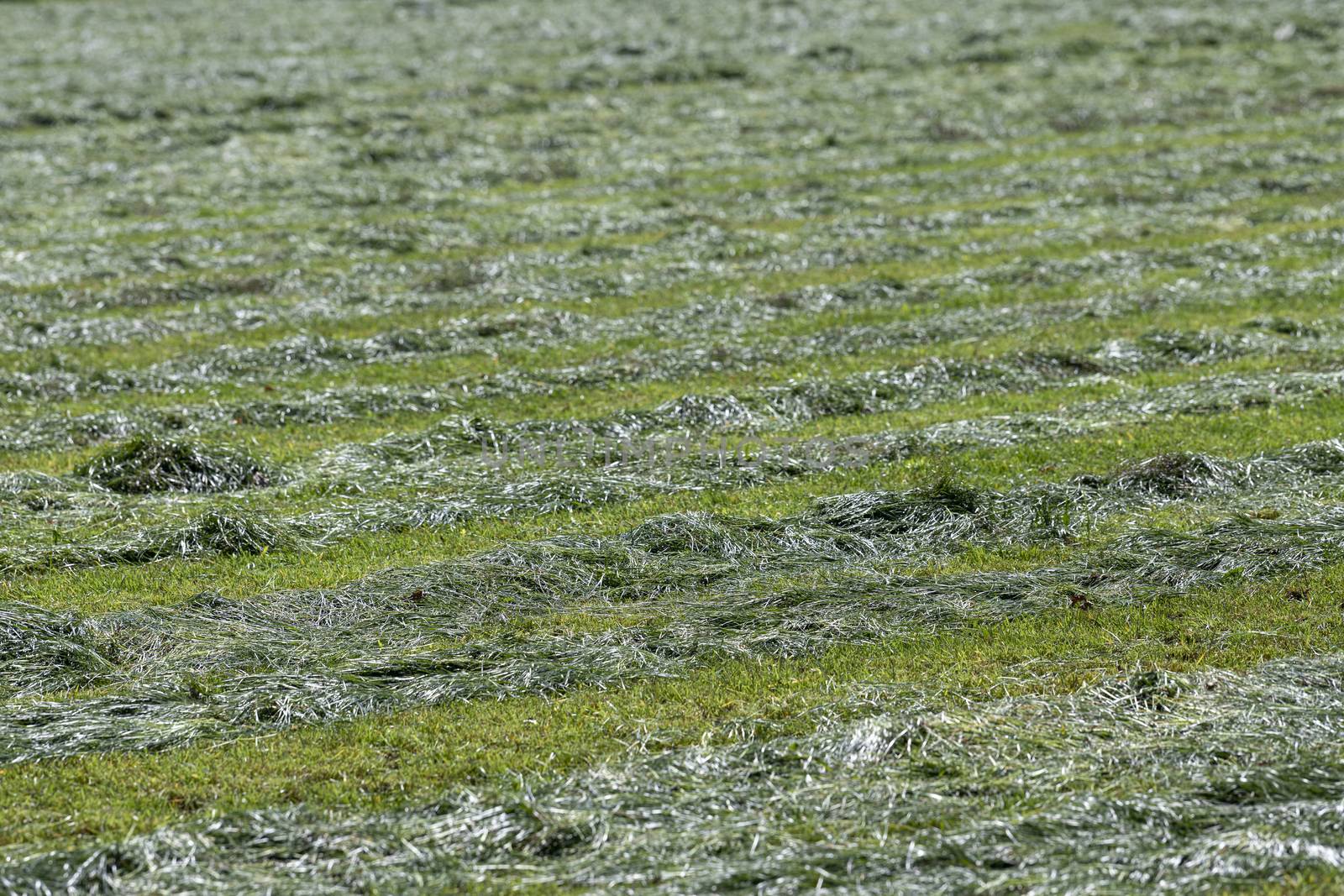 Freshly cut grass on a pasture in the Netherlands intended as silage for the winter months