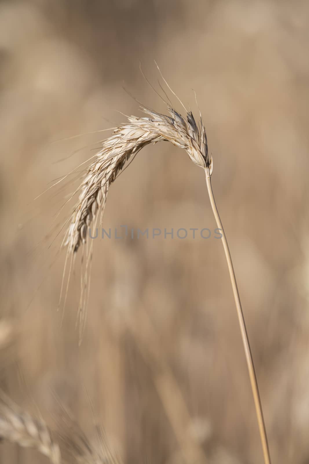 Detail of a single stalk corn
 by Tofotografie