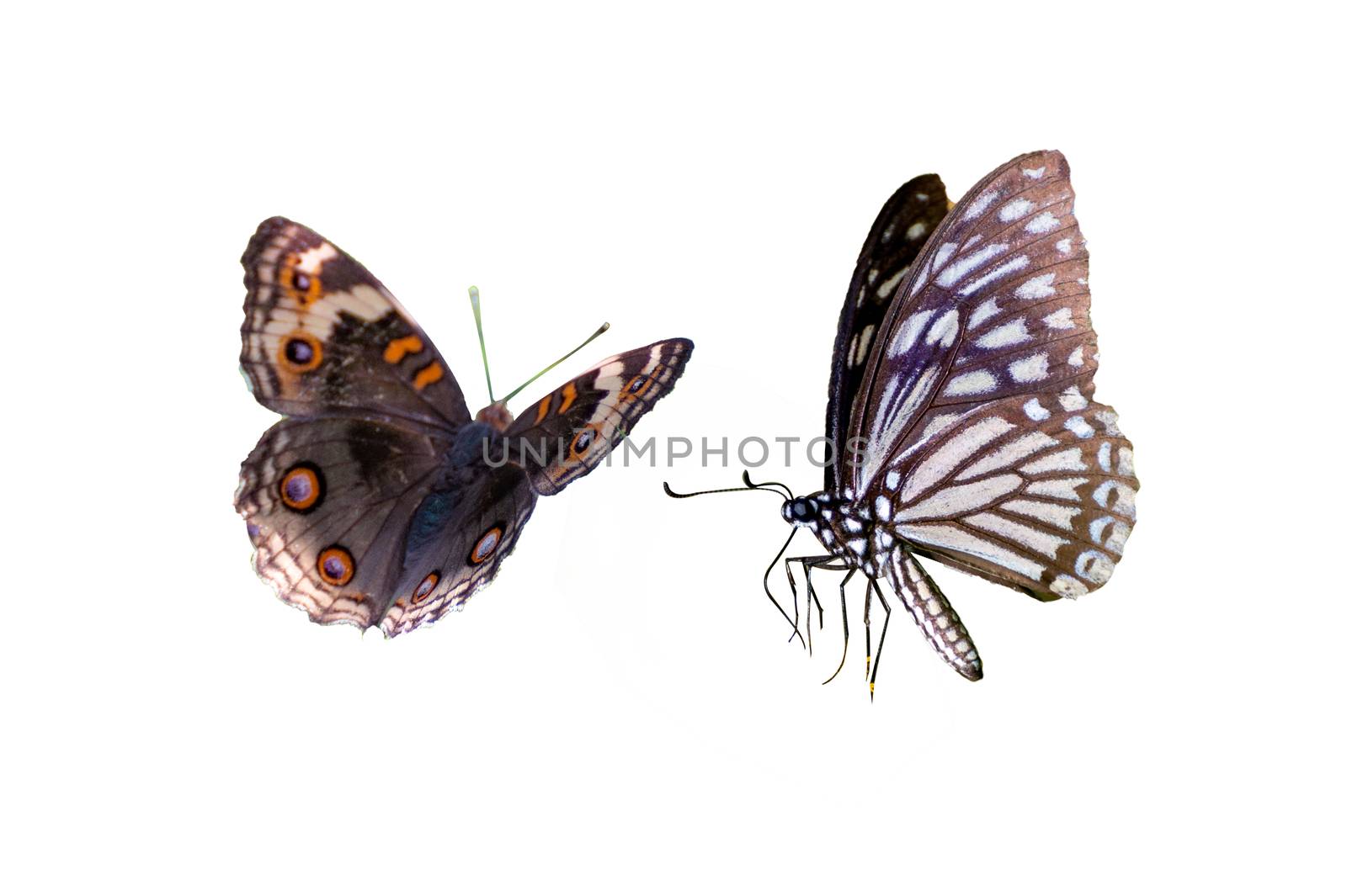 Butterfly spots orange yellow white background Isolate
