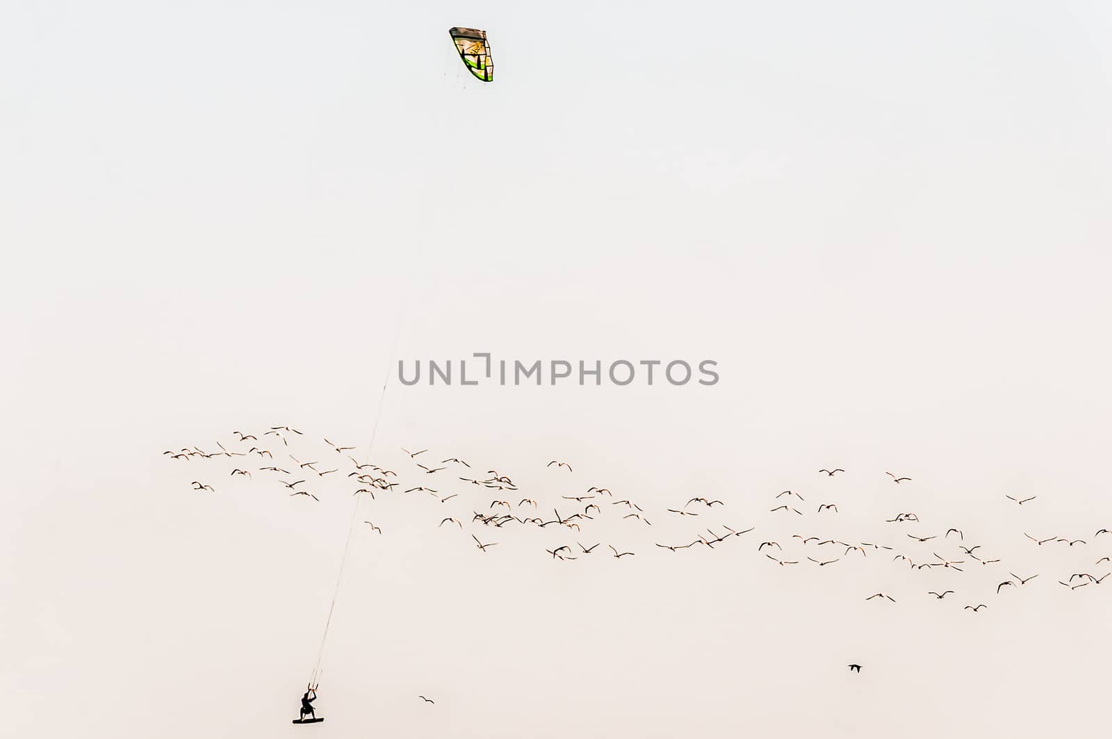 Airborne windsurfer with flamingoes in the lagoon in Walvis Bay by dpreezg
