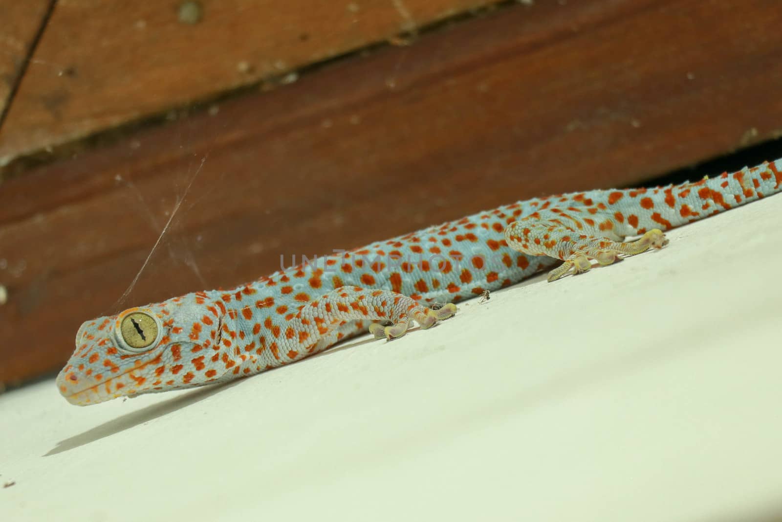 Gekkota Gekko Gecko Tokay Tokkae Lizard on a White Background Isolated even lighting.