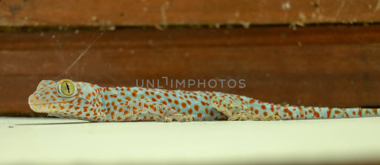 Gekkota Gekko Gecko Tokay Tokkae Lizard on a White Background Isolated even lighting by Sanatana2008