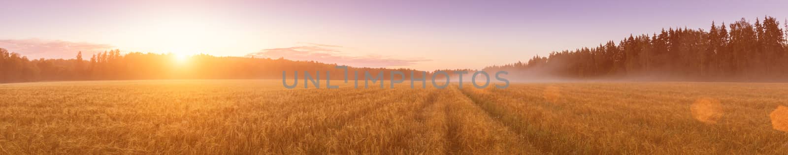 Sunrise in an agricultural field with fog, path and golden rye covered with dew on an early summer morning. Panorama.