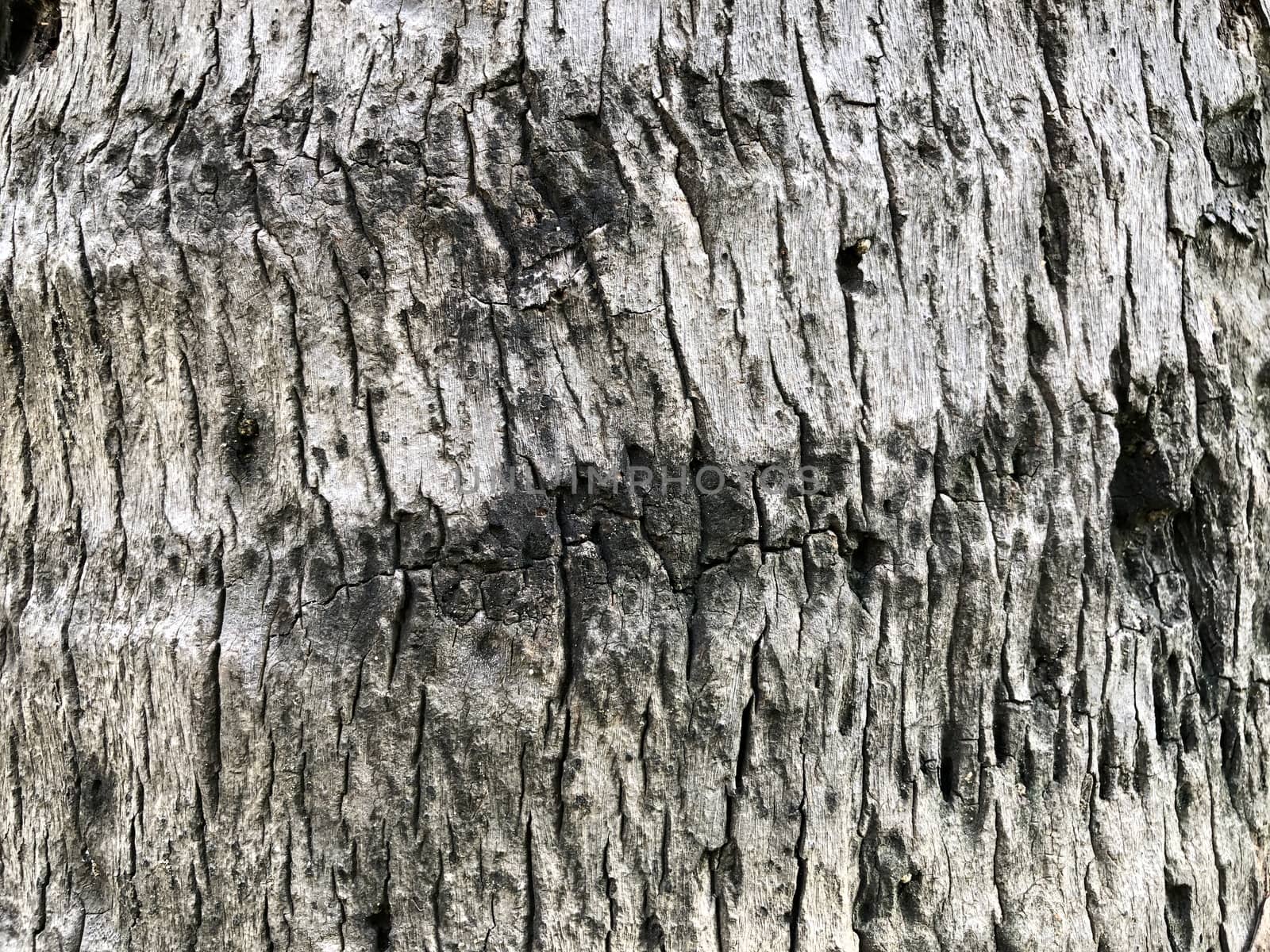 Beautiful view of texture designs in the aged coconut tree in the garden