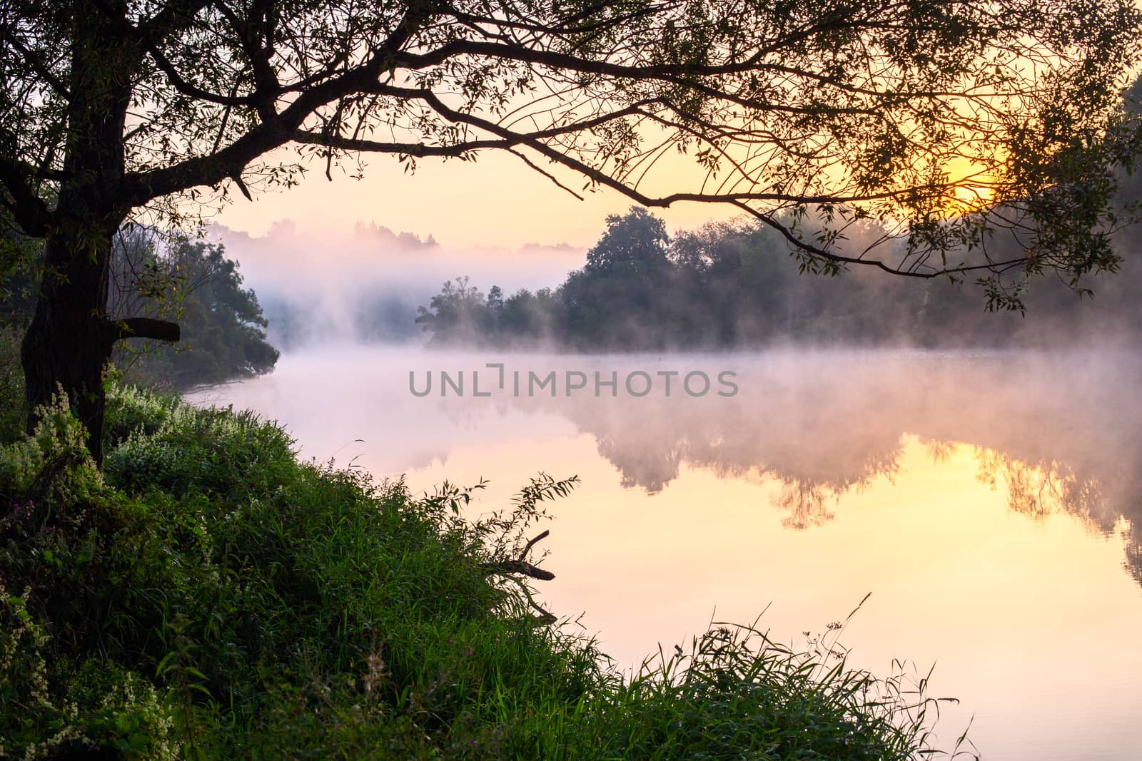 floating fog on summer river with tree over water by z1b