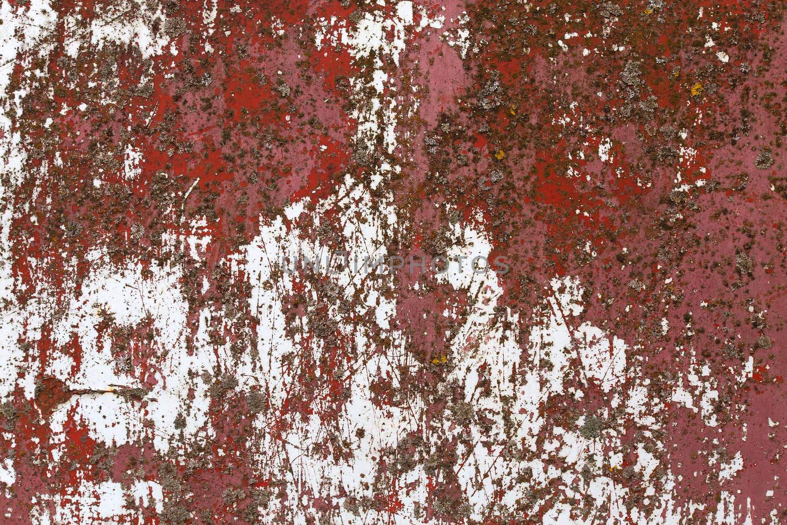 iron sheet with old red over white paint and lichen.
