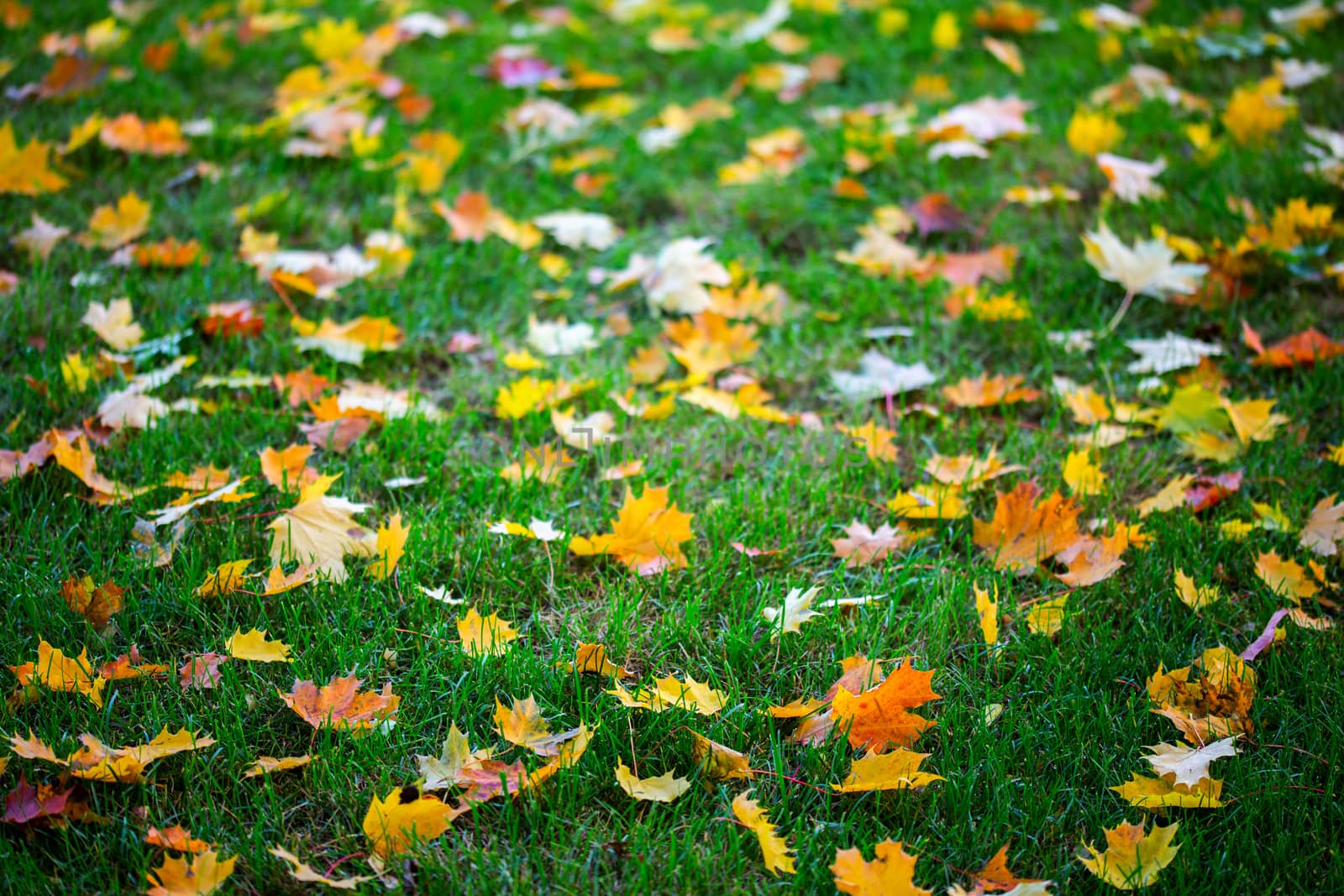 autumn maple leaves on green grass background by z1b