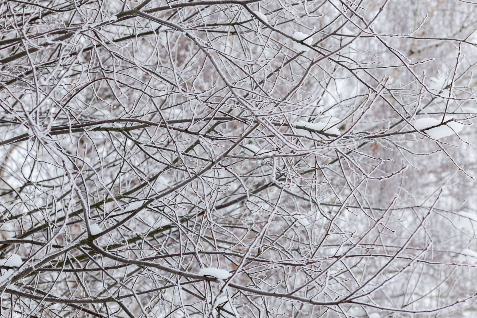 Snowy branches with selective focus. Abstract winter background in cloudy daylight.