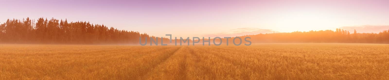 Twilight in an agricultural field with fog, path and golden rye covered with dew on an early summer morning. Panorama.