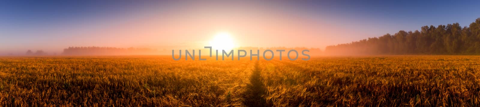 Sunrise in an agricultural field with fog, path and golden rye covered with dew on an early summer morning. Panorama.