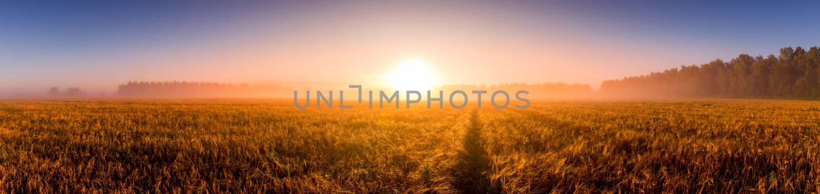 Sunrise in an agricultural field with fog, path and golden rye covered with dew on an early summer morning. Panorama.