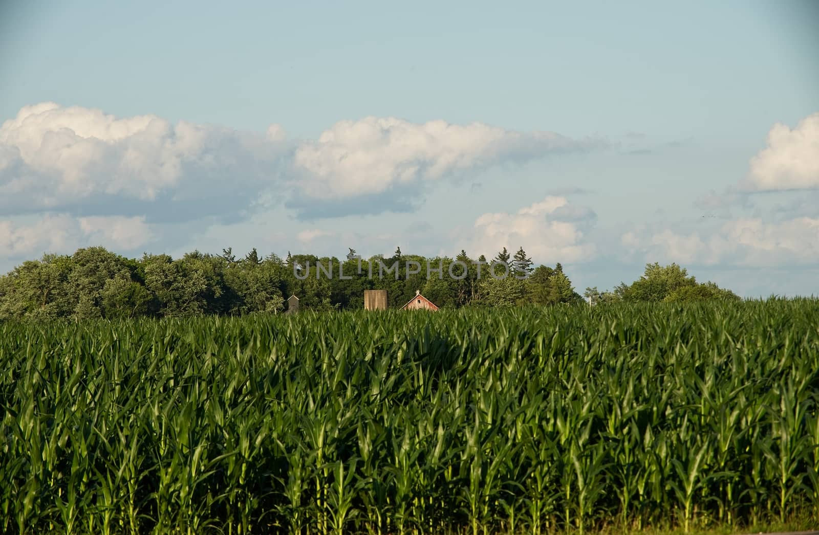 This is a vintagbarn and silo at the opposite end of a corn field on a summer's day. 