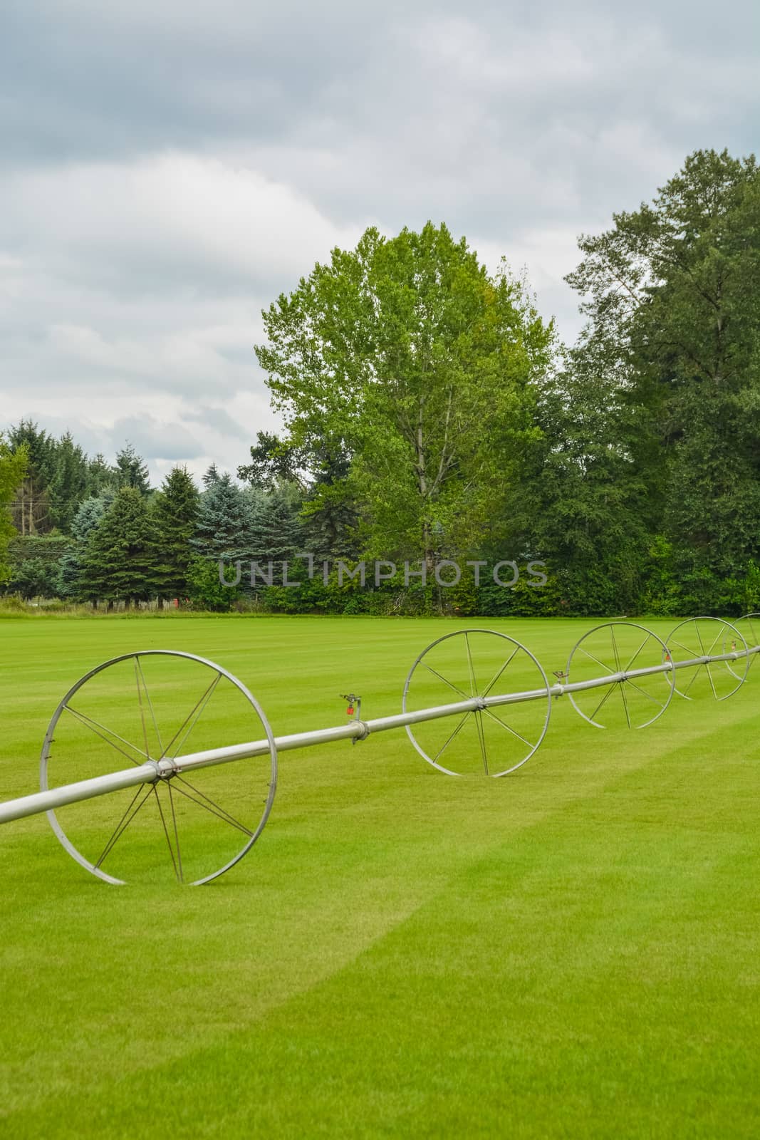 English lawn growing on a farm. Green lawn with irrigation system over the field on cloudy summer day