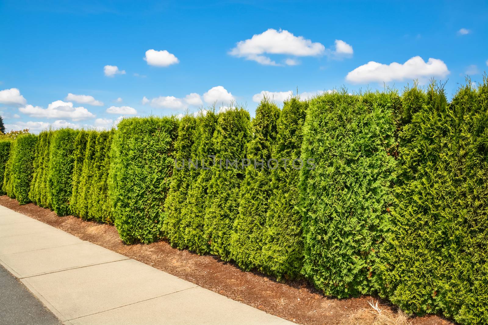 Long green hedge along concrete sidewalk on blue sky background