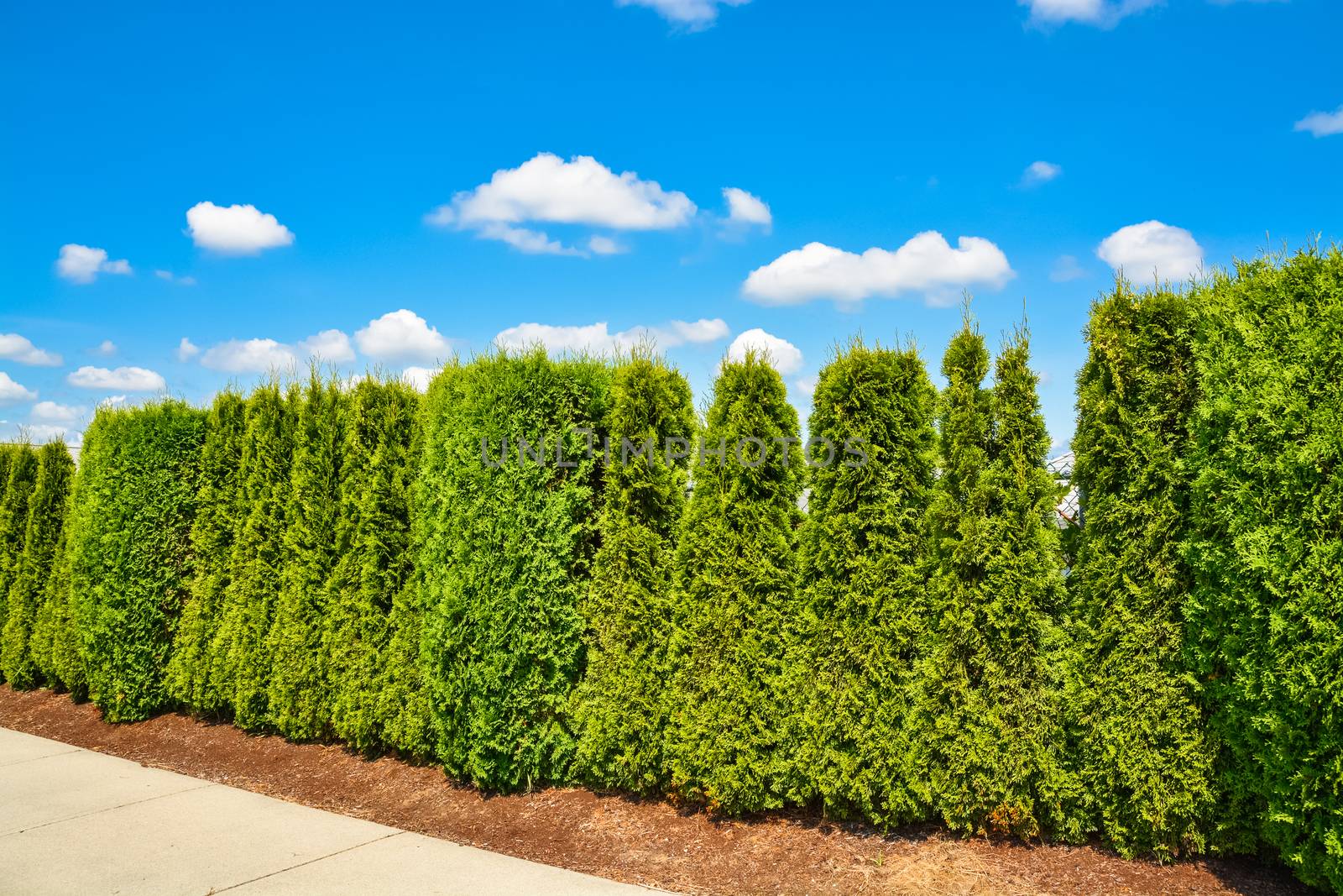 Long green hedge along concrete sidewalk on blue sky background