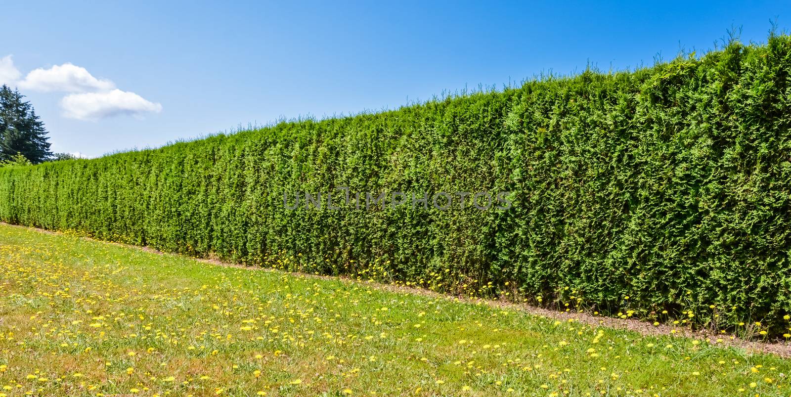 Long green hedge along concrete sidewalk on blue sky background