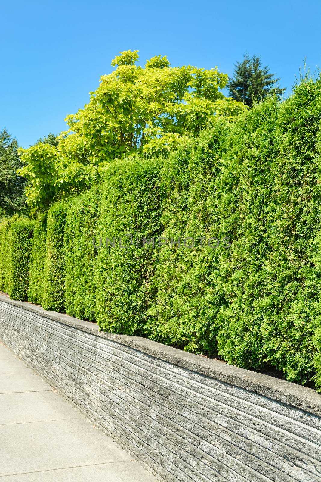 Trees behind a tall green hedge on concrete terrace with blue sky background