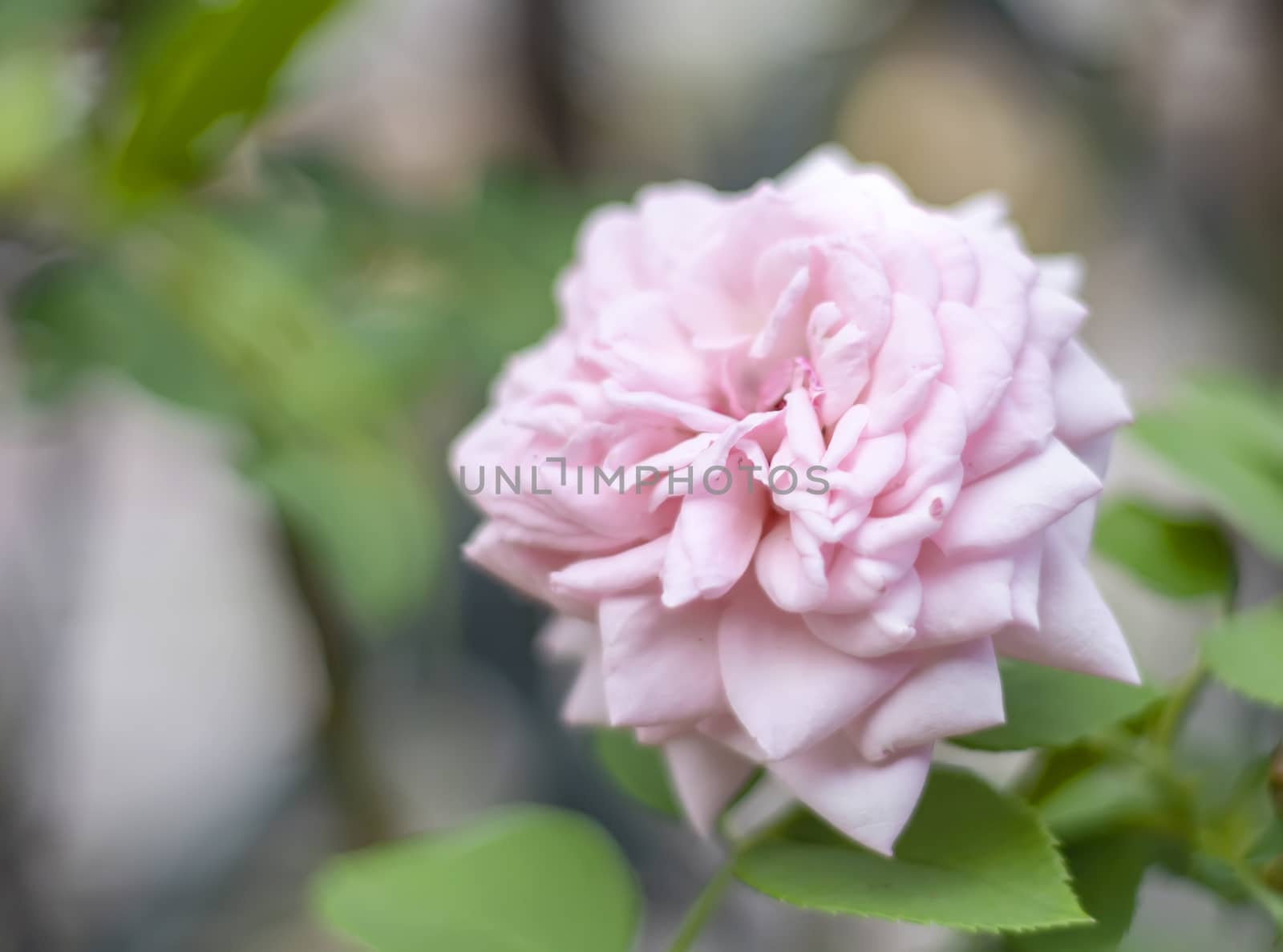 close up view of a pink rose in a garden. Botany and flowers