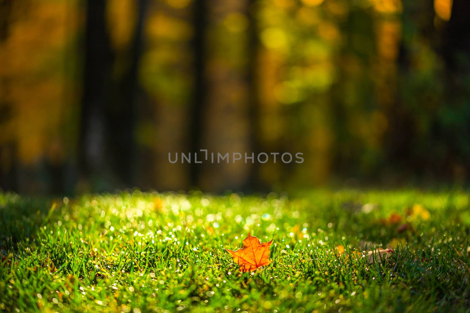 Autumn leaf on green grass in forest with selective focus by z1b