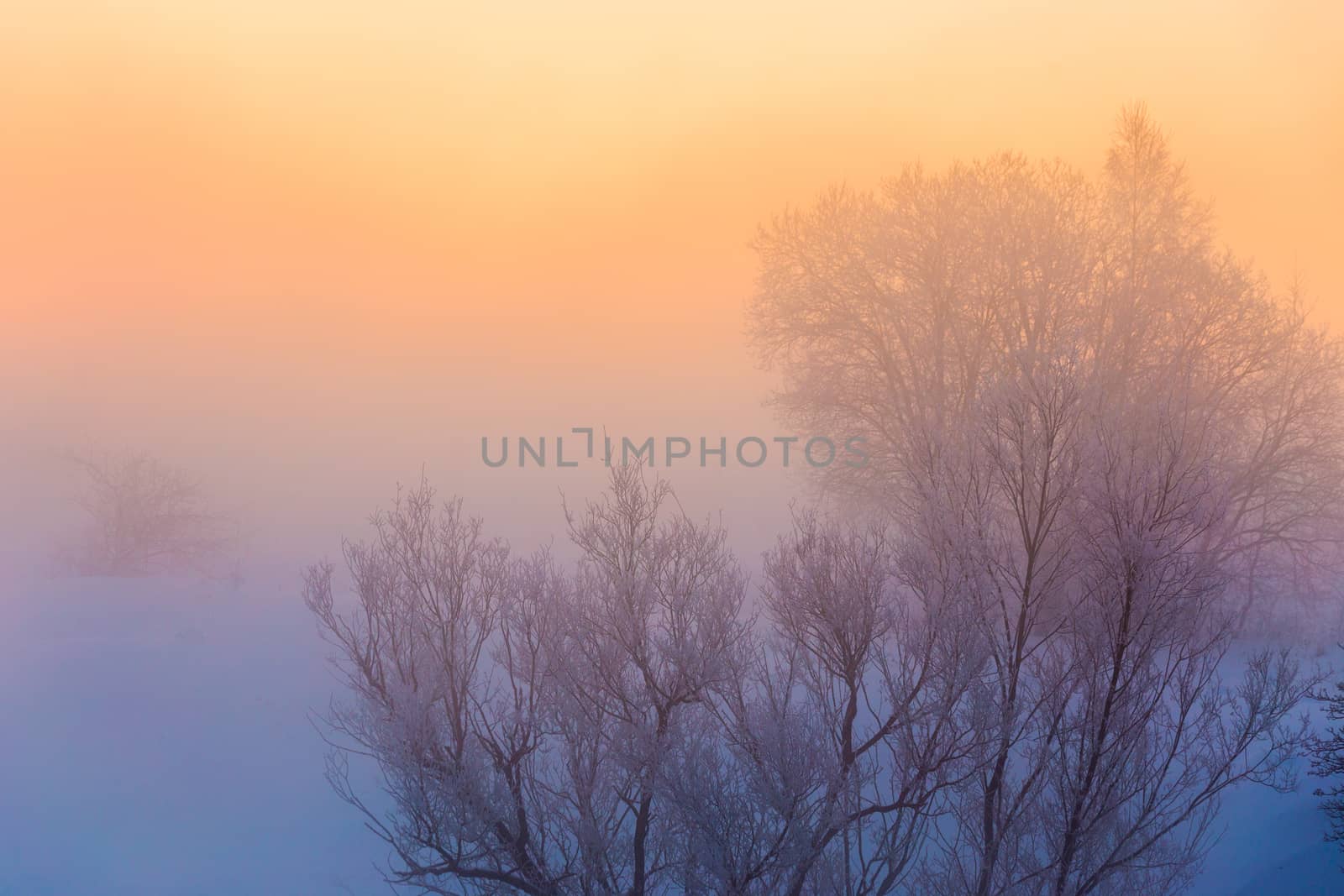dreamy early morning winter fog background wuth dry woods