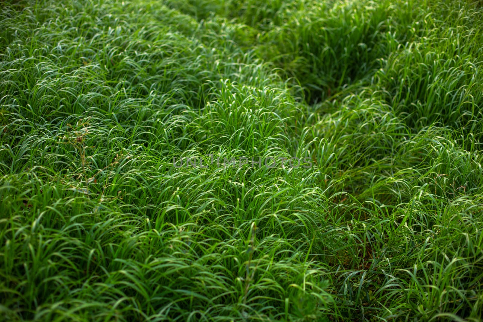 abstract close-up morning green grass background with selective focus and vignetting