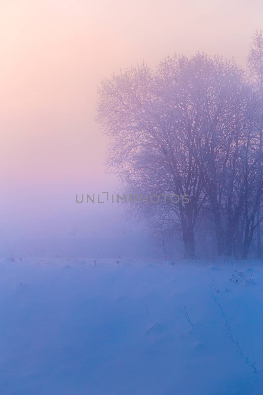 dreamy early morning winter fog background with gradient light