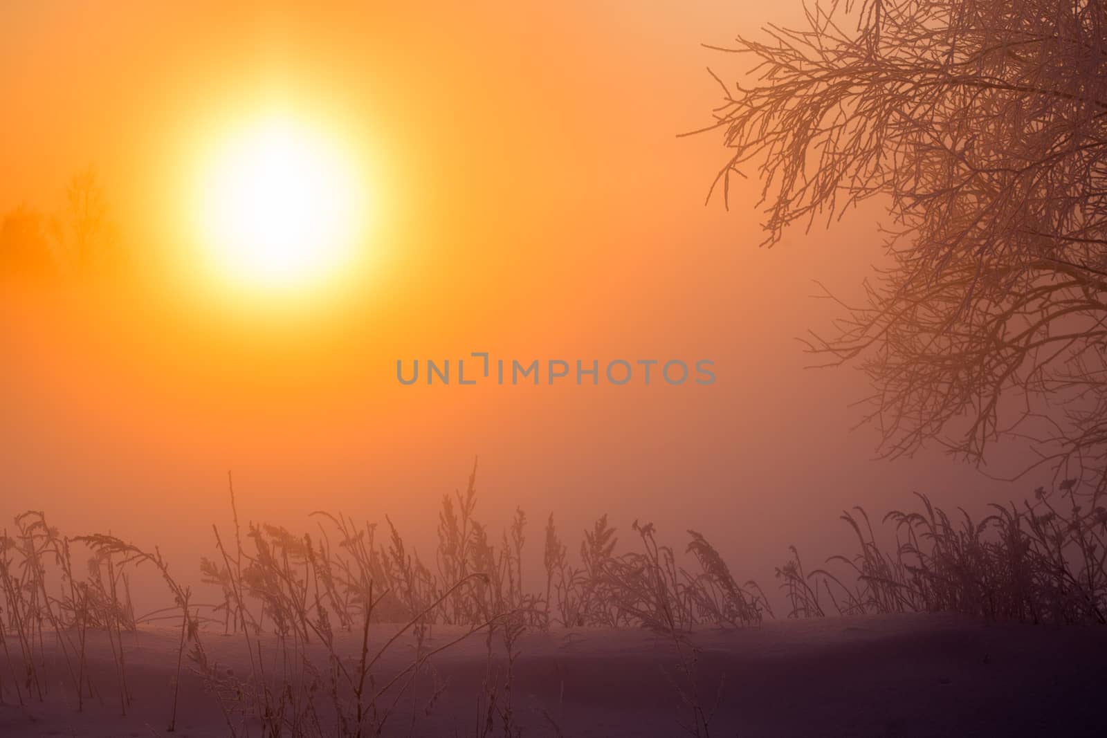 dreamy frozen vegetables at early morning in winter fog background