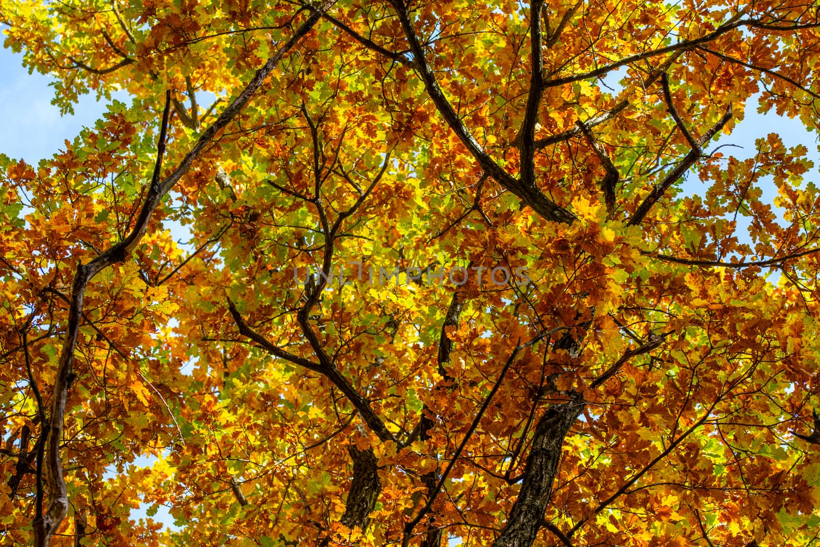 autumn oak tree upward shot various color by z1b