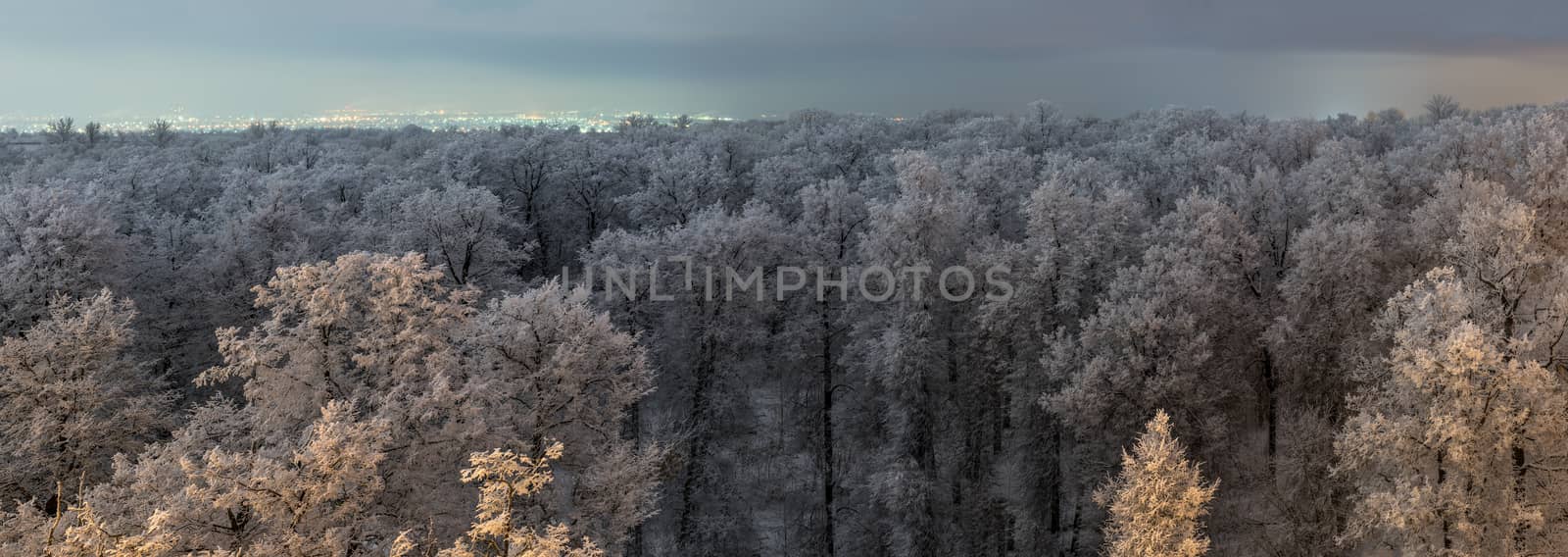 Top of frozen winter forest landscape at cloudy weather with soft light by z1b