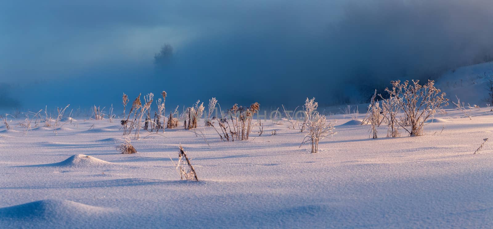Frosty dry plants on winter wild field with sunrise light selective focus background