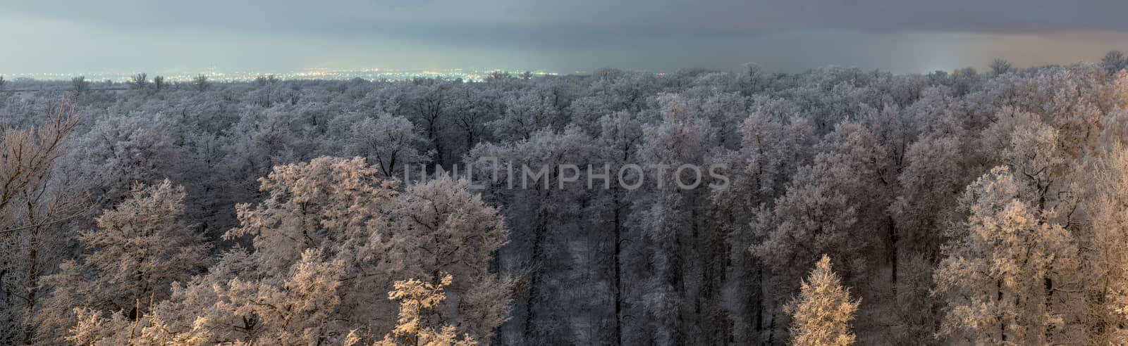 Top of frozen winter forest landscape at cloudy weather with soft light and distant city lights by z1b