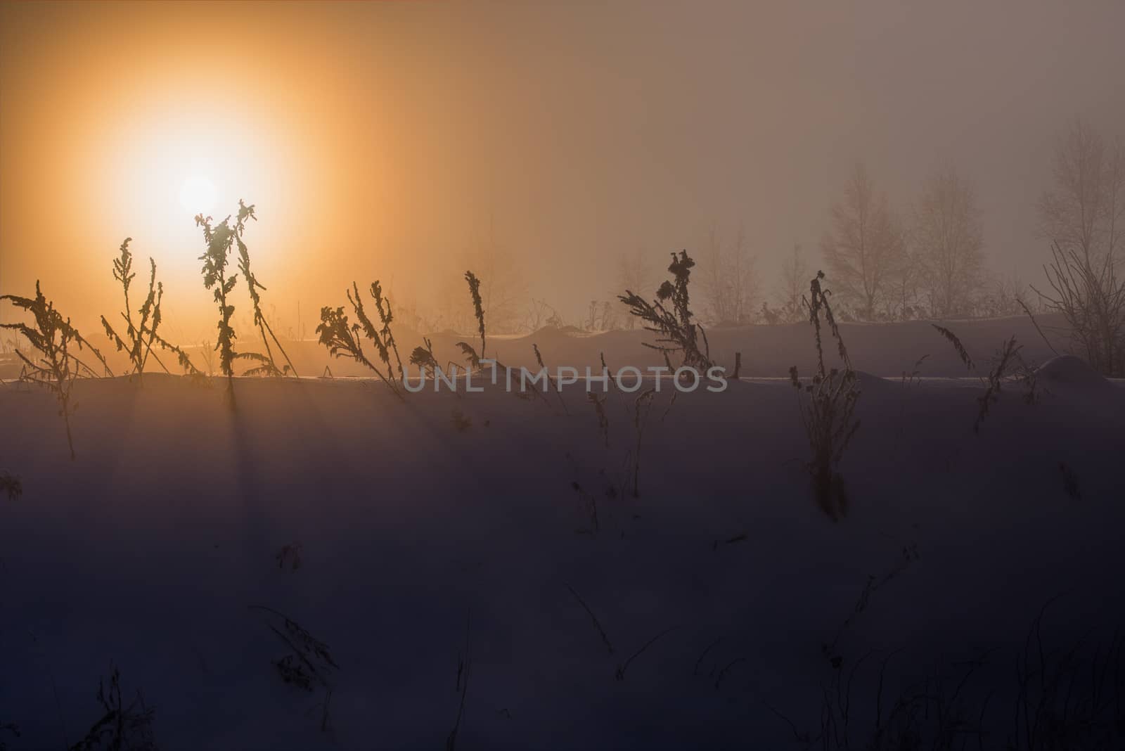 dreamy frozen vegetables at early morning in winter fog background