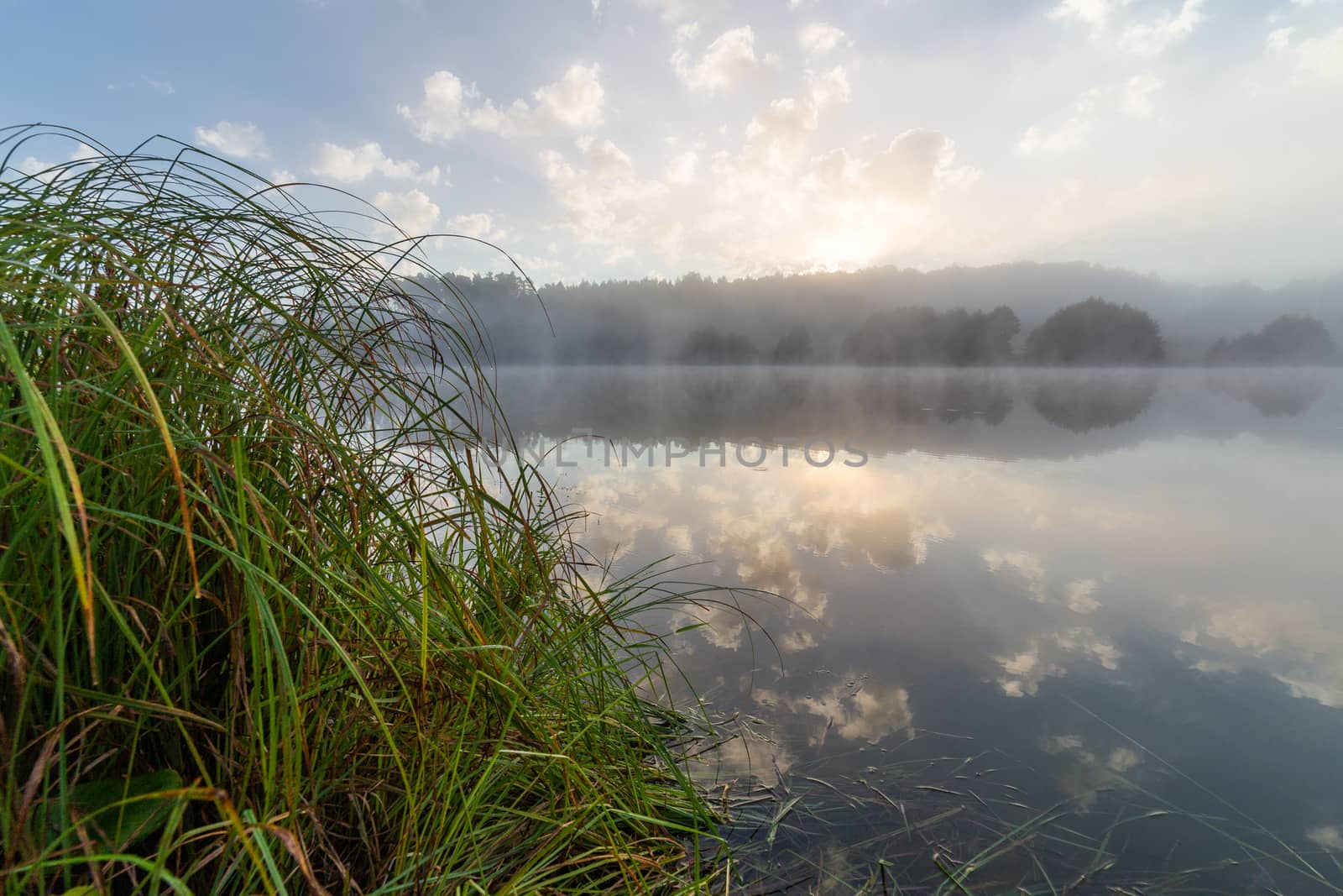 foggy lakeside at summer sunrise with tall grass in foreground