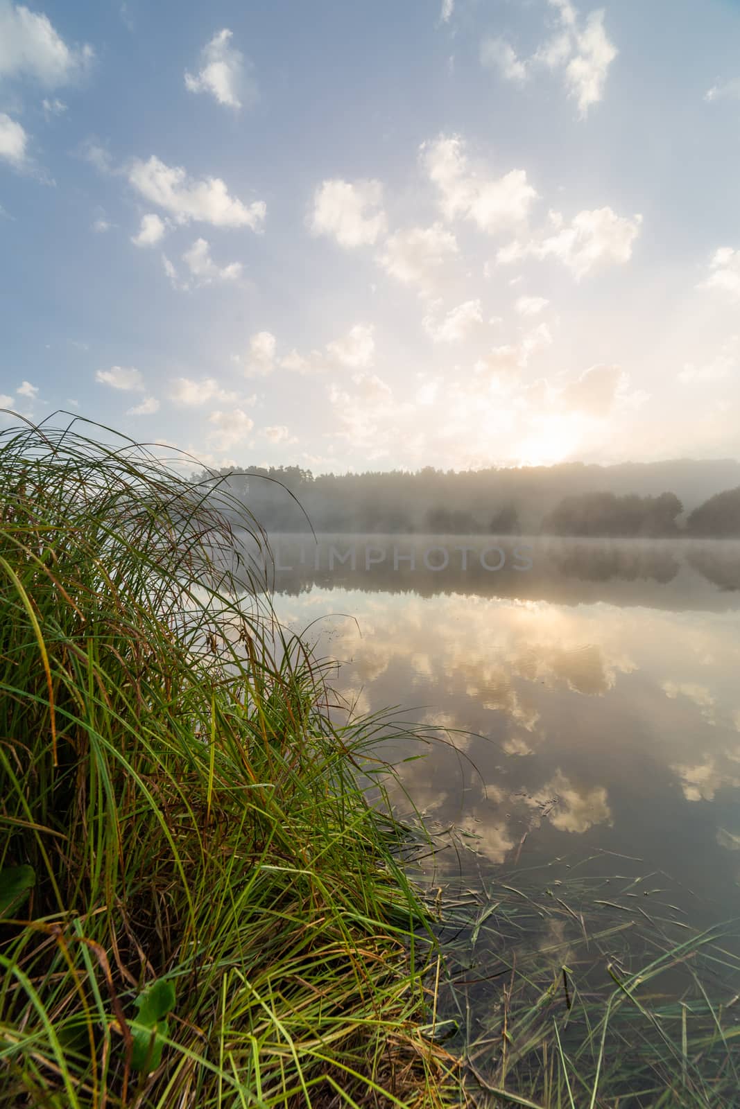 foggy lakeside at summer sunrise with tall grass in foreground