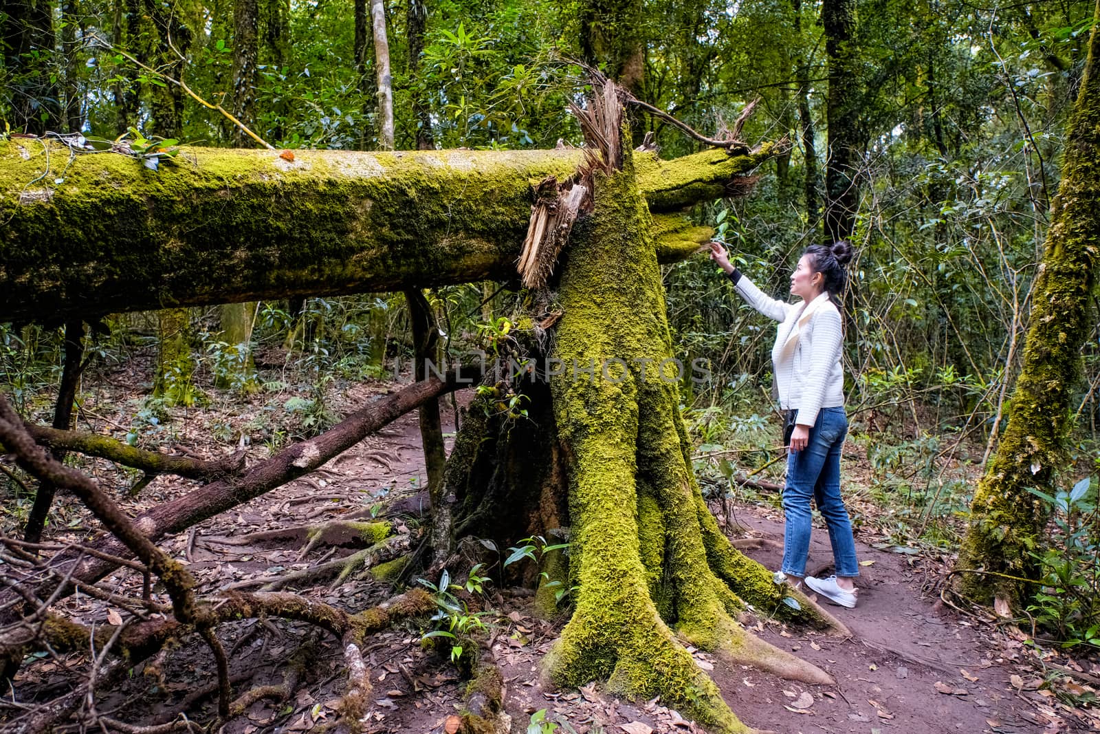 Nature trail walk way by Surasak